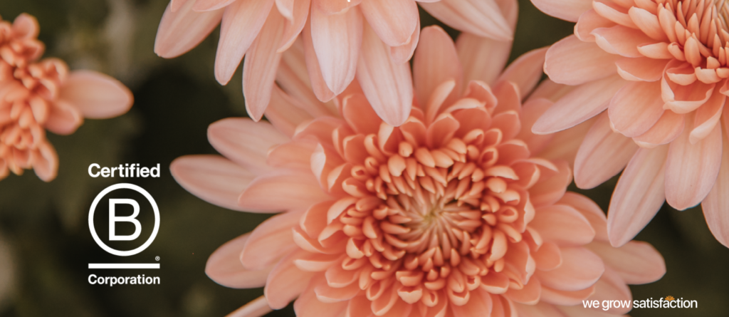 foto de crisantemo en color coral claro